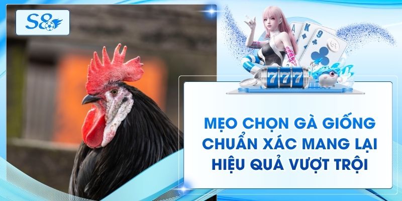 Mẹo Chọn Gà Giống Chuẩn Xác Mang Lại Hiệu Quả Vượt Trội