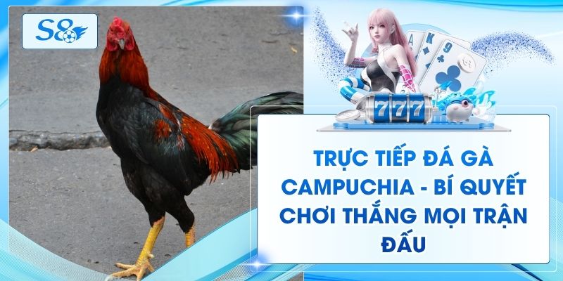 Trực Tiếp Đá Gà Campuchia - Bí Quyết Chơi Thắng Mọi Trận Đấu
